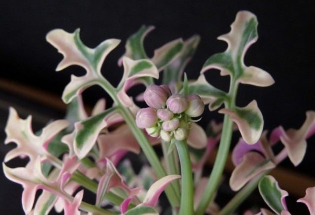 Крестовник членистый (Senecio articulatus) Крестовник членистый (Senecio articulatus)