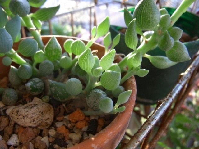 Крестовник лимонообразный (Senecio citriformis) Крестовник лимонообразный (Senecio citriformis)
