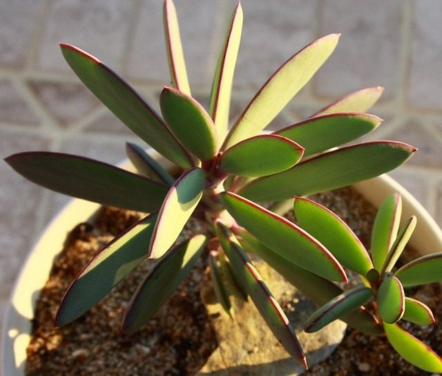 Крестовник толстоватый (Senecio crassissimus) Крестовник толстоватый (Senecio crassissimus)