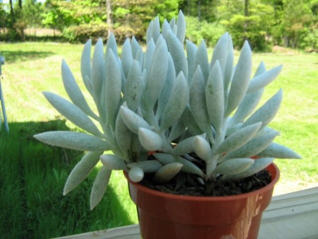 Крестовник Хаворта (Senecio haworthii) Крестовник Хаворта (Senecio haworthii)