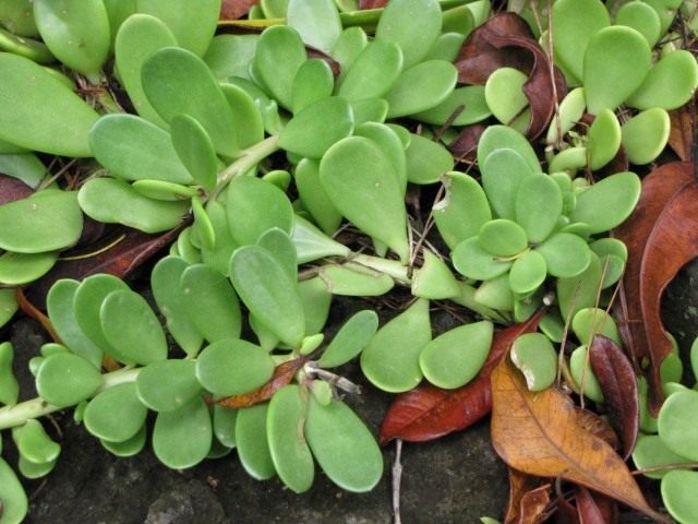 Крестовник Якобсена (Senecio jacobsenii) Крестовник Якобсена (Senecio jacobsenii)