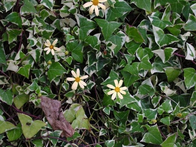 Крестовник крупноязычковый (Senecio macroglossus) Крестовник крупноязычковый (Senecio macroglossus)