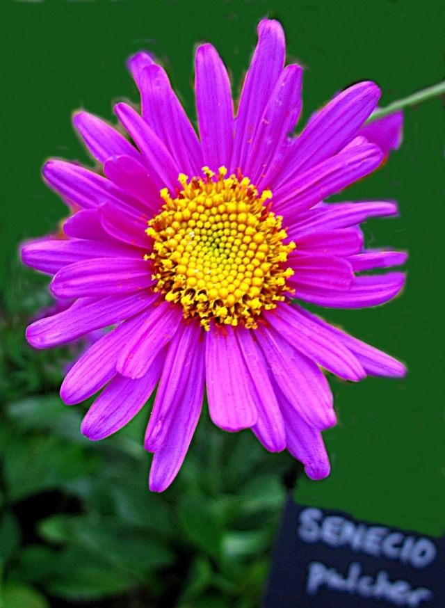 Крестовник красный (Senecio pulcher) Крестовник красный (Senecio pulcher)