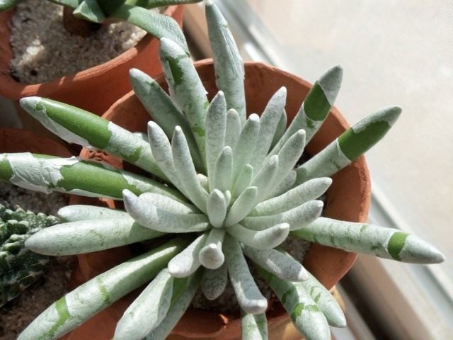 Крестовник стрелконосный (Senecio scaposus) Крестовник стрелконосный (Senecio scaposus)