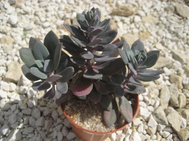 Крестовник вечноживой (Senecio sempervivus) Крестовник вечноживой (Senecio sempervivus)