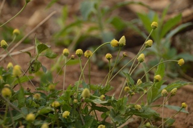 Масляный кресс (Spilanthes acmella) Масляный кресс (Spilanthes acmella)