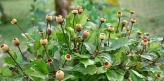 Масляный кресс (Spilanthes acmella)