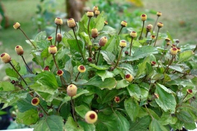 Масляный кресс (Spilanthes acmella) Масляный кресс (Spilanthes acmella)