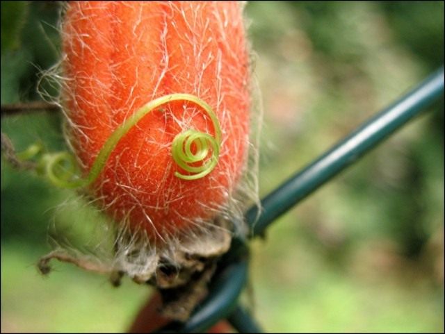Тладианта сомнительная (Thladiantha dubia)