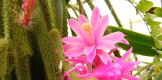 Дизокактус плетевидный (Disocactus flagelliformis)