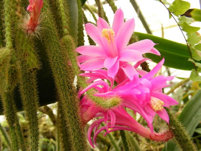 Дизокактус плетевидный (Disocactus flagelliformis) Дизокактус плетевидный (Disocactus flagelliformis)