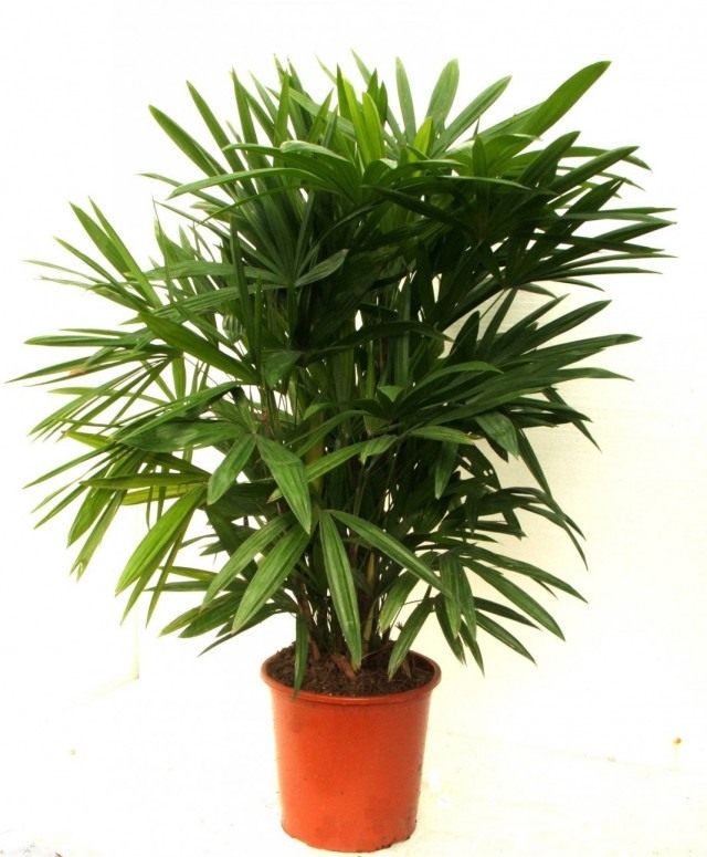 Pапис высокий (Rhapis excelsa) Pапис высокий (Rhapis excelsa)