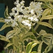 Бузина чёрная «Мадонна» (Sambucus nigra 'Madonna') Бузина чёрная «Мадонна» (Sambucus nigra 'Madonna')