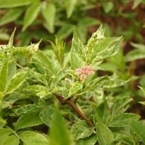 Бузина чёрная «Пульверулента» (Sambucus nigra 'Pulverulenta') Бузина чёрная «Пульверулента» (Sambucus nigra 'Pulverulenta')