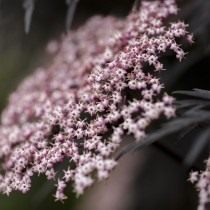 Бузина чёрная «Блек Лейс» (Sambucus nigra 'Black lace') Бузина чёрная «Блек Лейс» (Sambucus nigra 'Black lace')