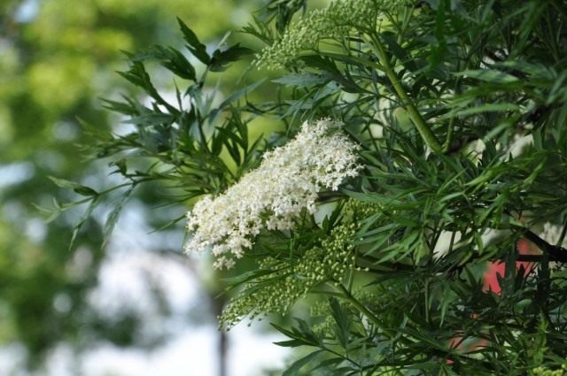 Бузина чёрная рассечёнолистная (Sambucus nigra var. laciniata) Бузина чёрная рассечёнолистная (Sambucus nigra var. laciniata)