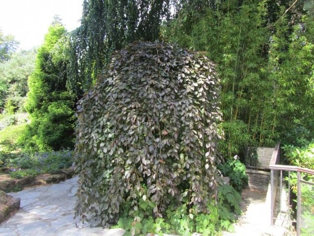 Бузина чёрная плакучая (ambucus nigra f. pendula) Бузина чёрная плакучая (ambucus nigra f. pendula)