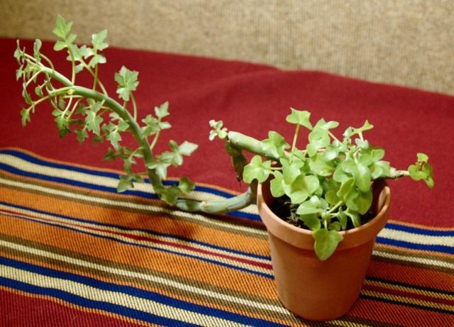 Крестовник членистый (Senecio articulatus) Крестовник членистый (Senecio articulatus)