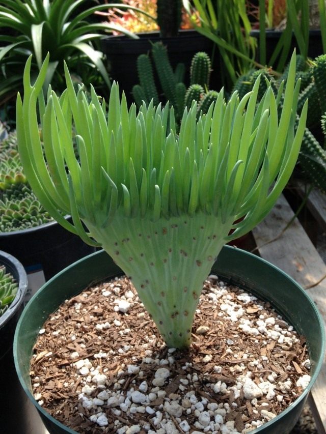 Крестовник виталис (Senecio vitalis) Крестовник виталис (Senecio vitalis)