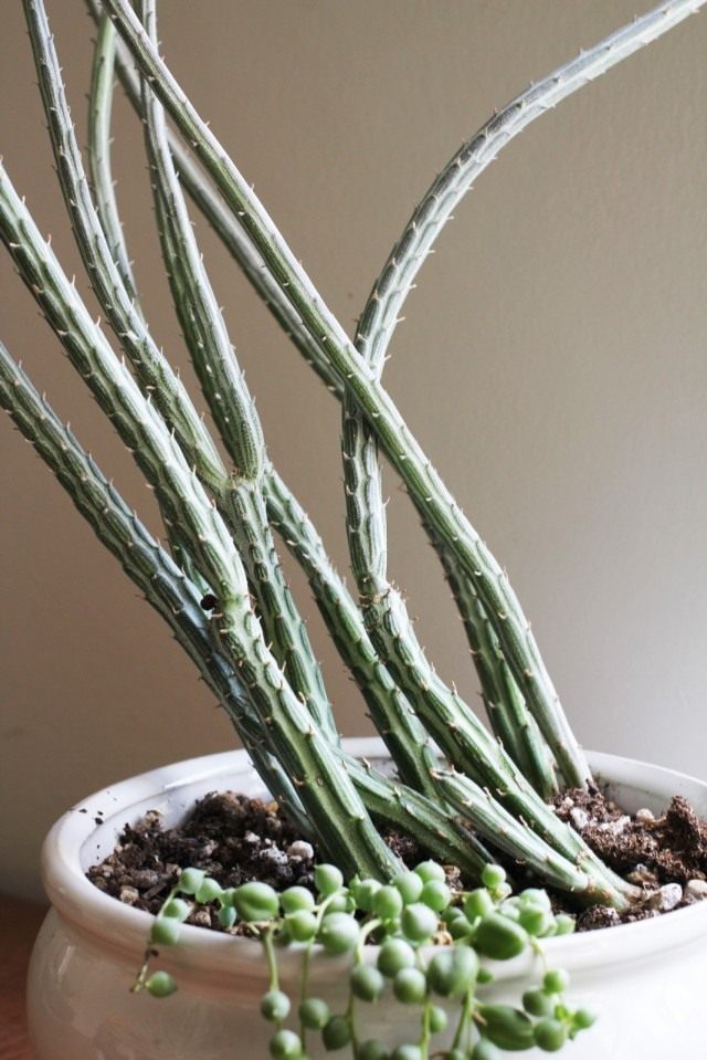 Крестовник стапелиевидный (Senecio stapeliiformis) Крестовник стапелиевидный (Senecio stapeliiformis)
