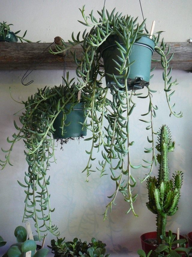 Крестовник укореняющийся (Senecio rаdicans) Крестовник укореняющийся (Senecio rаdicans)