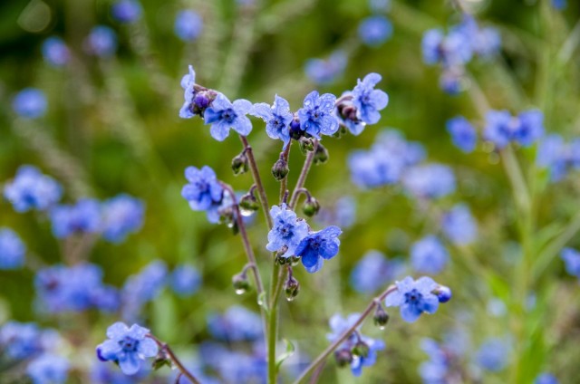 Чернокорень приятный (Cynoglossum amabile) Чернокорень приятный (Cynoglossum amabile)