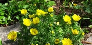 Адонис (Adonis)