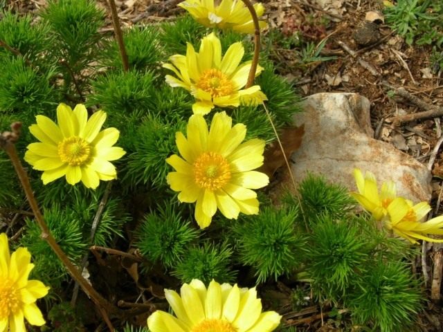 Адонис весенний, или Горицвет весенний (Adonis vernalis) Адонис весенний, или Горицвет весенний (Adonis vernalis)