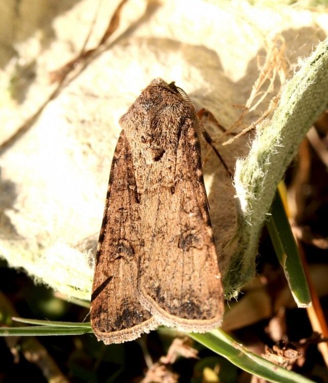 Совка озимая, или ночница озимая (Agrotis segetum)