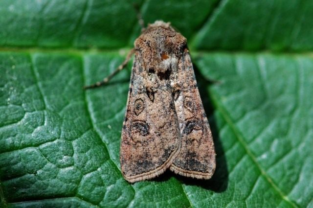 Совка озимая, или ночница озимая (Agrotis segetum) Совка озимая, или ночница озимая (Agrotis segetum)