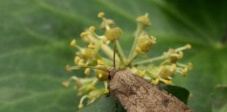 Совка озимая, или ночница озимая (Agrotis segetum)