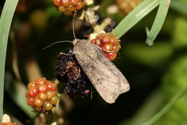 Совка озимая, или ночница озимая (Agrotis segetum) Совка озимая, или ночница озимая (Agrotis segetum)