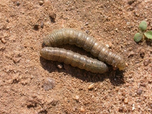 Гусеницы совки озимой Гусеницы совки озимой