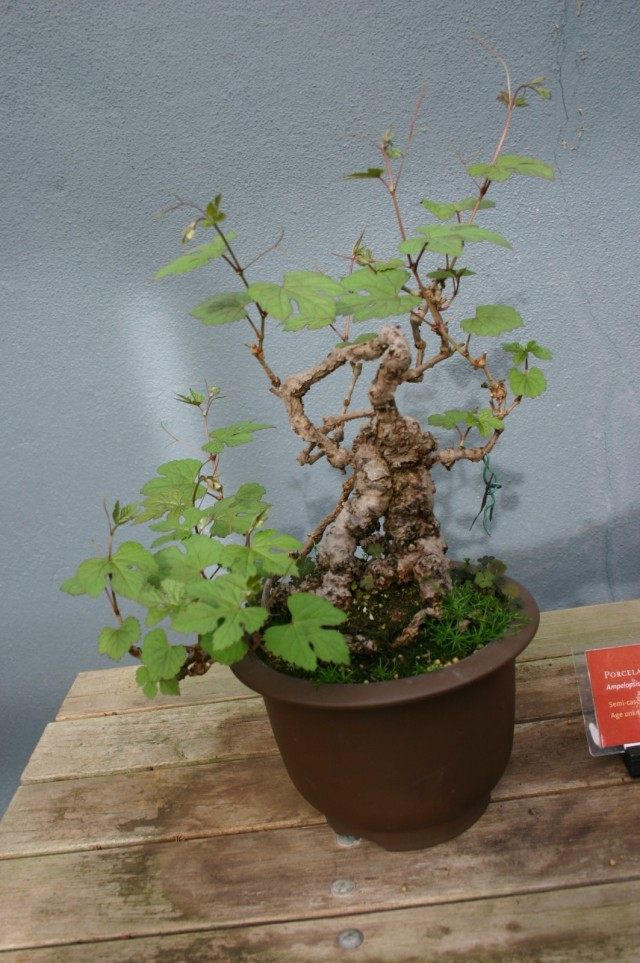 Виноградовник короткоцветоножковый (Ampelopsis brevipedunculata) Виноградовник короткоцветоножковый (Ampelopsis brevipedunculata)