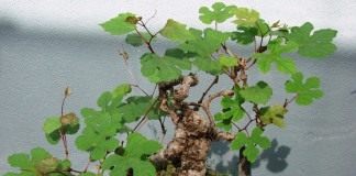 Виноградовник (Ampelopsis)