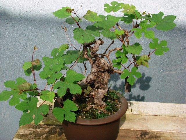 Виноградовник (Ampelopsis) Виноградовник (Ampelopsis)