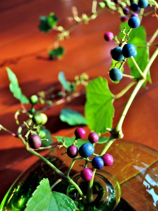 Виноградовник (Ampelopsis) Виноградовник (Ampelopsis)