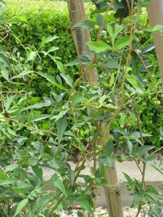 Виноградовник японский (Ampelopsis japonica) Виноградовник японский (Ampelopsis japonica)