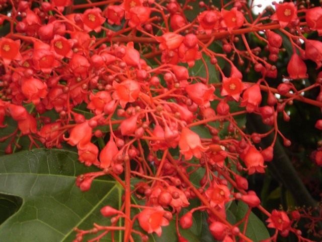 Цветки брахихитона кленолистного (Brachychiton acerifolius) Цветки брахихитона кленолистного (Brachychiton acerifolius)
