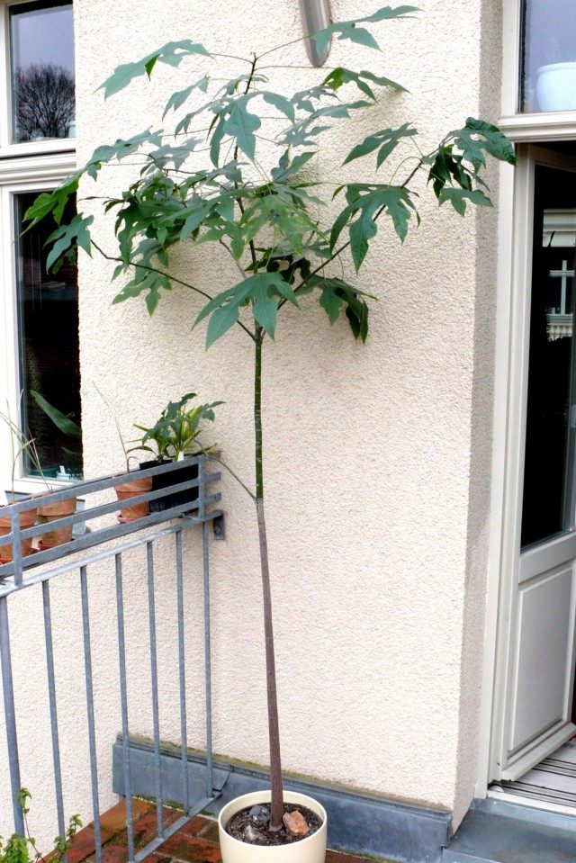 Брахихитон разноцветный (Brachychiton discolor) Брахихитон разноцветный (Brachychiton discolor)