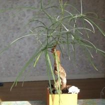 Брахихитон наскальный (Brachychiton rupestris) Брахихитон наскальный (Brachychiton rupestris)