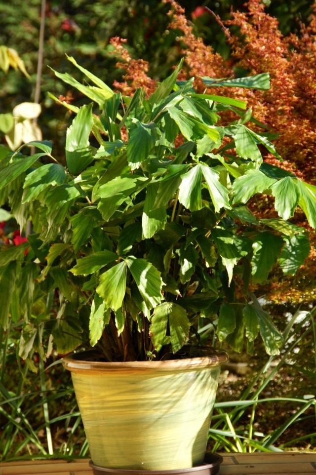 Кариота нежная, или мягкая (Caryota mitis) Кариота нежная, или мягкая (Caryota mitis)