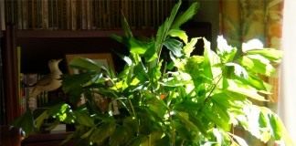 Кариота нежная, или мягкая (Caryota mitis)