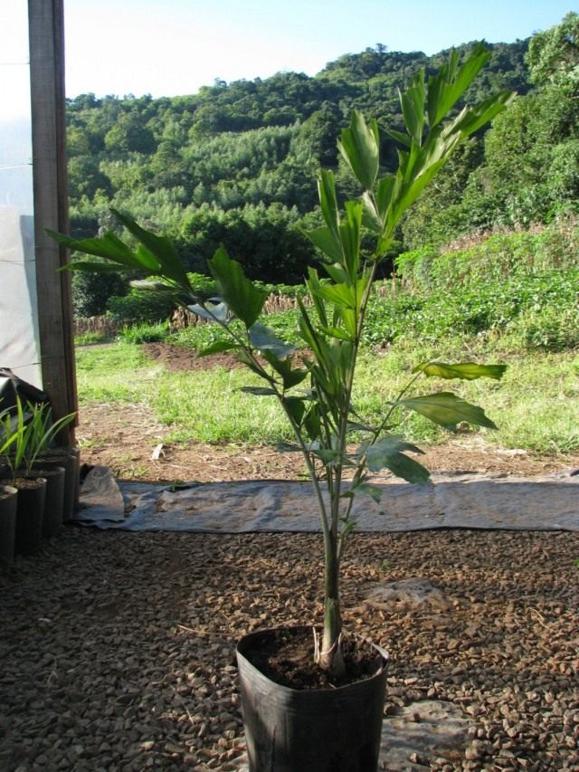 Кариота жгучая, или Винная пальма (Caryota urens) Кариота жгучая, или Винная пальма (Caryota urens)