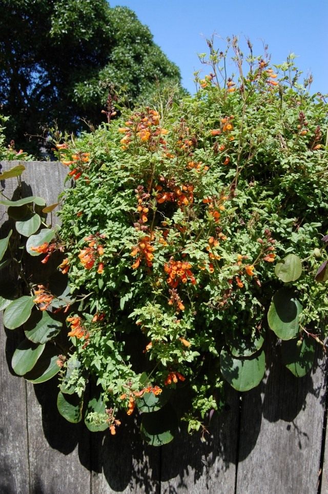 Вислоплодник, или Эккремокарпус шероховатый (Eccremocarpus scaber) Вислоплодник, или Эккремокарпус шероховатый (Eccremocarpus scaber)