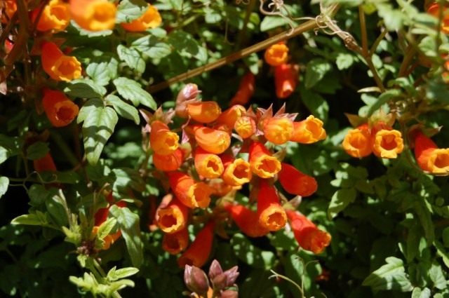 Вислоплодник, или Эккремокарпус шероховатый (Eccremocarpus scaber) Вислоплодник, или Эккремокарпус шероховатый (Eccremocarpus scaber)