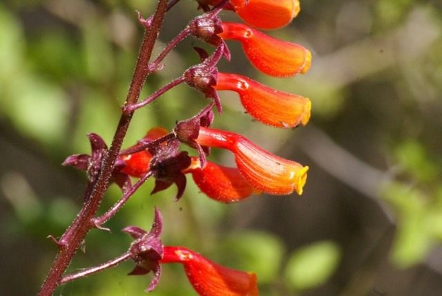 Вислоплодник, или Эккремокарпус шероховатый (Eccremocarpus scaber) Вислоплодник, или Эккремокарпус шероховатый (Eccremocarpus scaber)