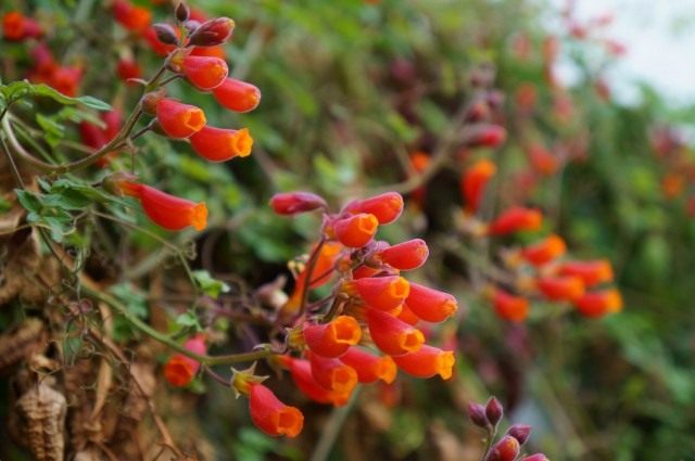 Вислоплодник, или Эккремокарпус шероховатый (Eccremocarpus scaber) Вислоплодник, или Эккремокарпус шероховатый (Eccremocarpus scaber)