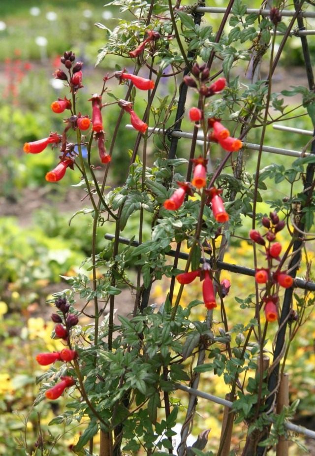 Вислоплодник, или Эккремокарпус шероховатый (Eccremocarpus scaber) Вислоплодник, или Эккремокарпус шероховатый (Eccremocarpus scaber)