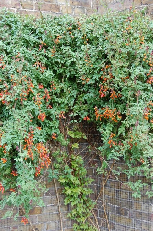 Вислоплодник, или Эккремокарпус шероховатый (Eccremocarpus scaber) Вислоплодник, или Эккремокарпус шероховатый (Eccremocarpus scaber)